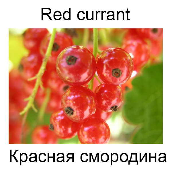 Виды грибов на английсуом